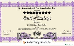 British Shorthair cats for stud: TICA RW SUPREME GRAND CHAMPION & GCCF IGRCH🏵️🏆 in Worcester - Image 3