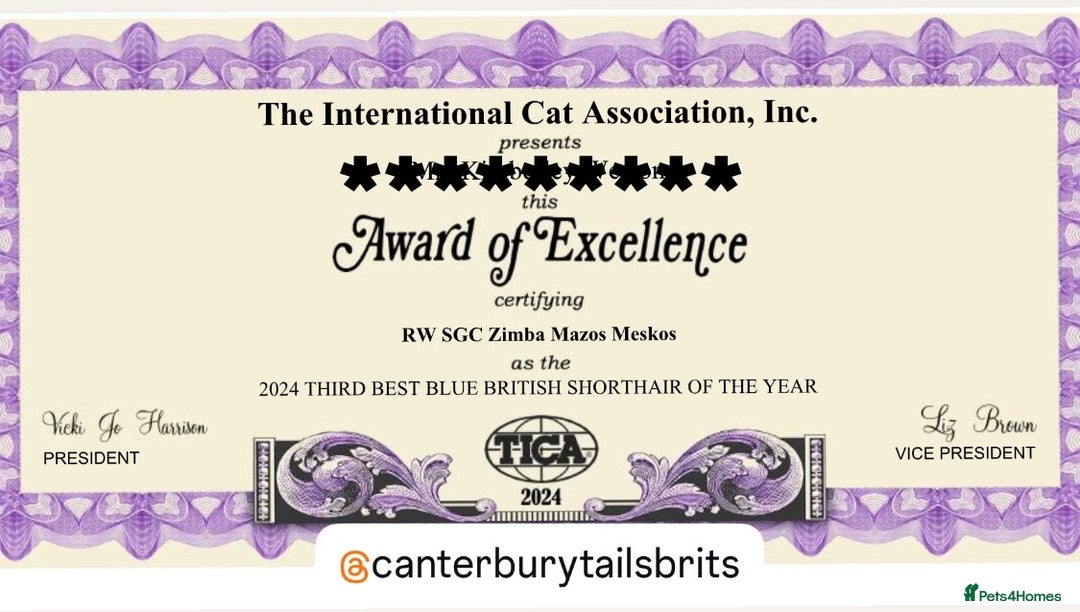British Shorthair cats for stud: TICA RW SUPREME GRAND CHAMPION & GCCF IGRCH🏵️🏆 in Worcester - Image 3