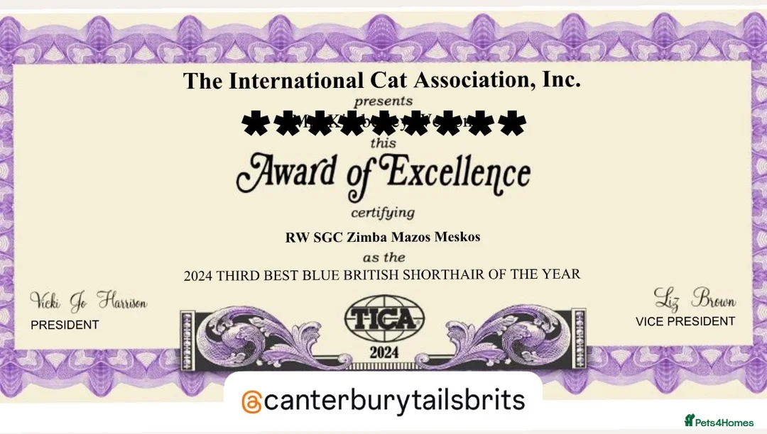 British Shorthair cats for stud: TICA RW SUPREME GRAND CHAMPION & GCCF IGRCH🏵️🏆 in Worcester - Advert 3