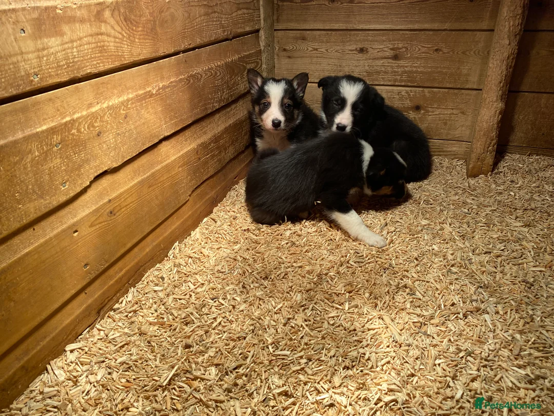 Border Collie dogs for sale: Border collie puppies - Advert 6