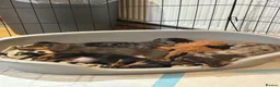 Miniature Dachshund dogs for sale: Beautiful miniature dachshunds in Cardigan - Advert 9
