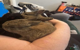 Netherland Dwarf rabbits for sale: netherland dwarf x minilop 5 black / brown rabbits - Image 18