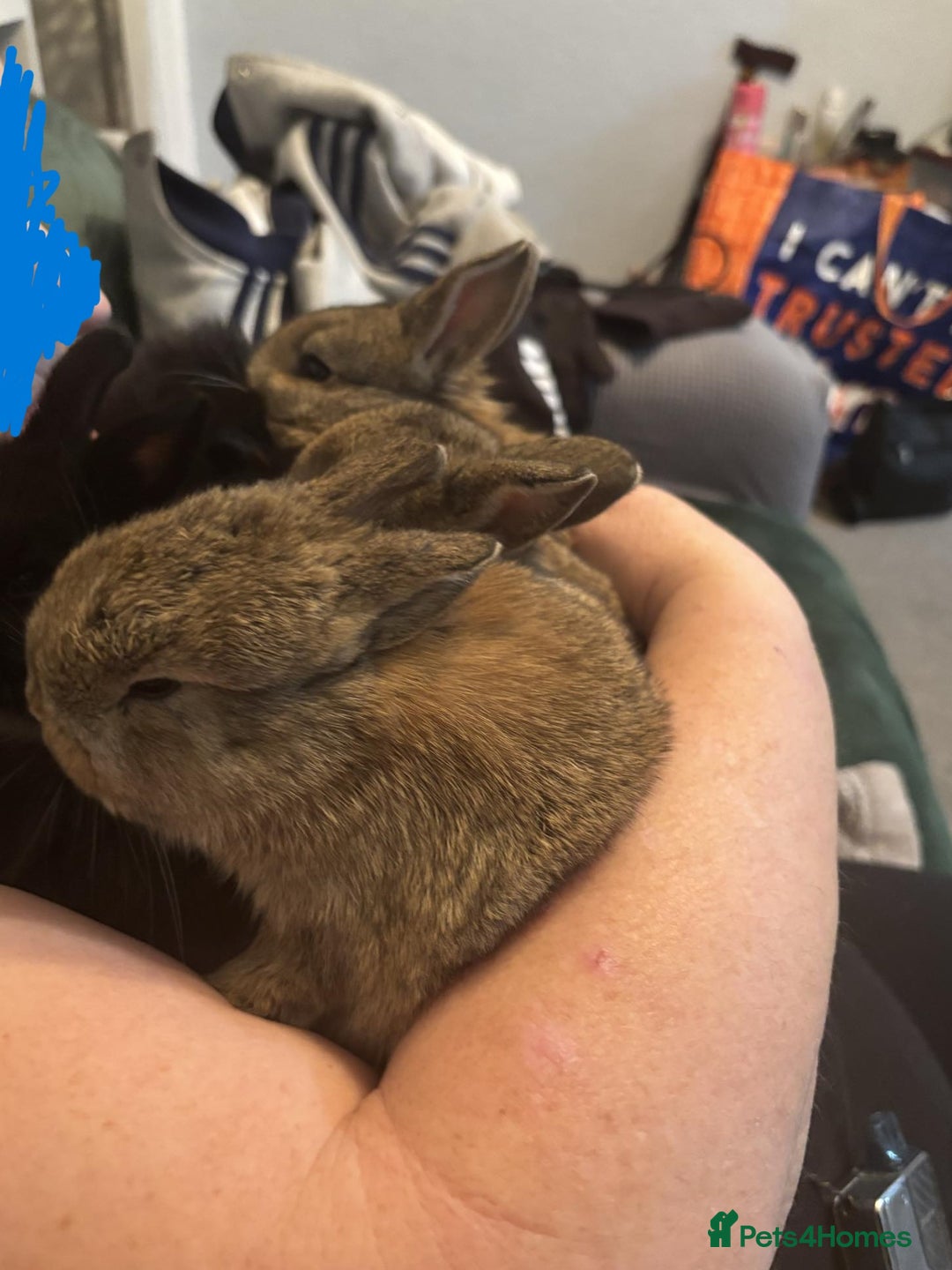 Netherland Dwarf rabbits for sale: netherland dwarf x minilop 5 black / brown rabbits - Image 18