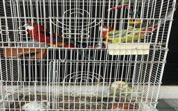 Parrots birds for sale: Rosella - Image 5