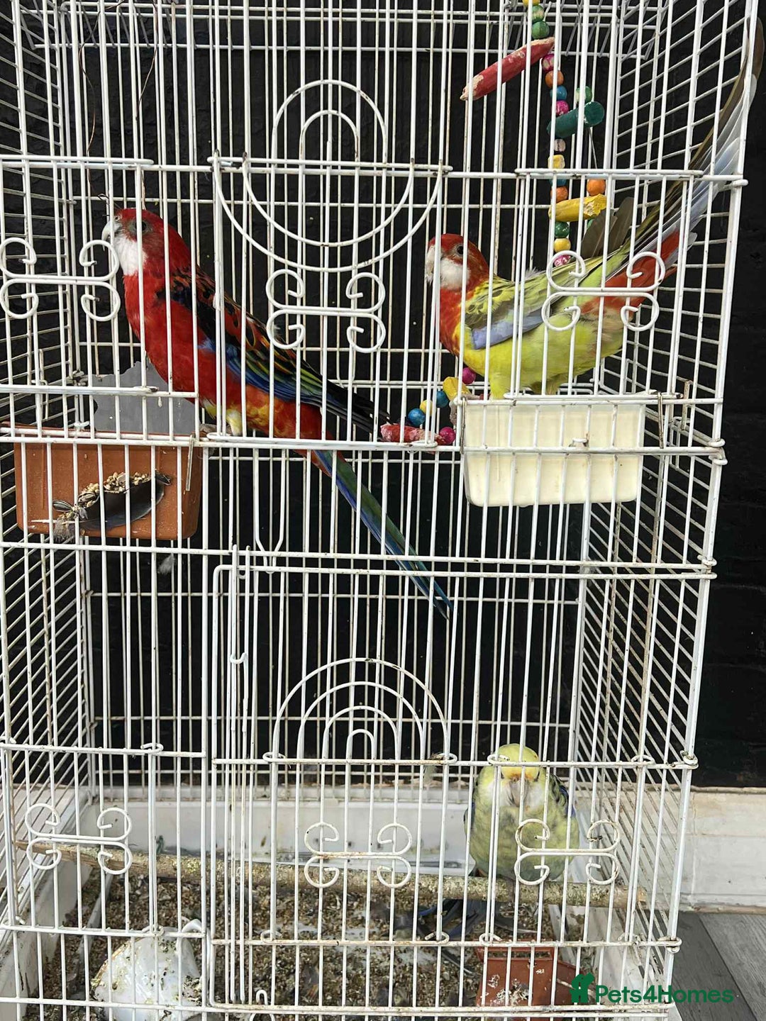 Parrots birds for sale: Rosella - Image 5