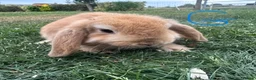 Mini Lop rabbits for sale: Mini Lop Rabbits For Sale  - Advert 13