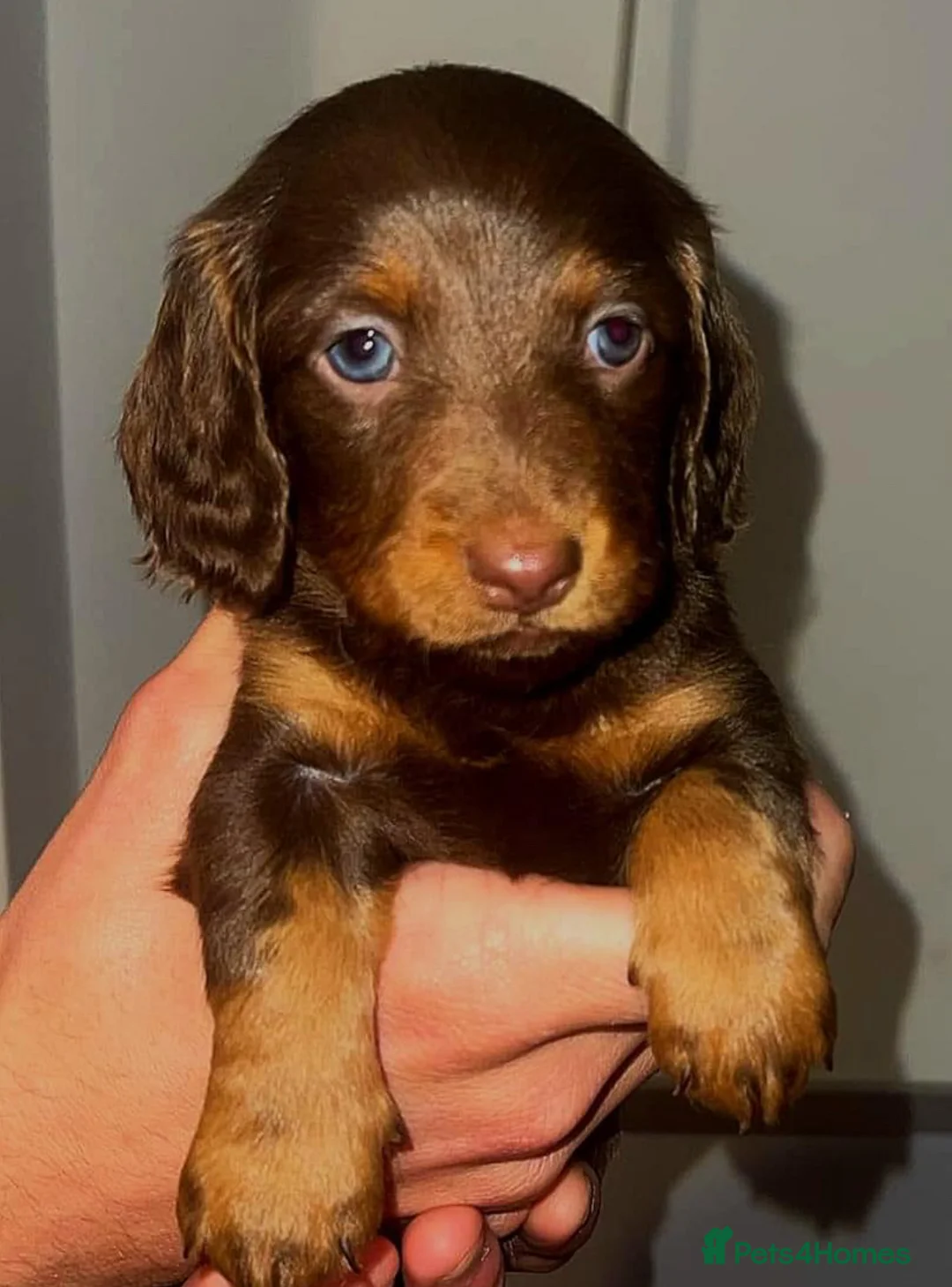 Miniature Dachshund dogs for stud: long haired miniature dachshund in Sunderland - Advert 12