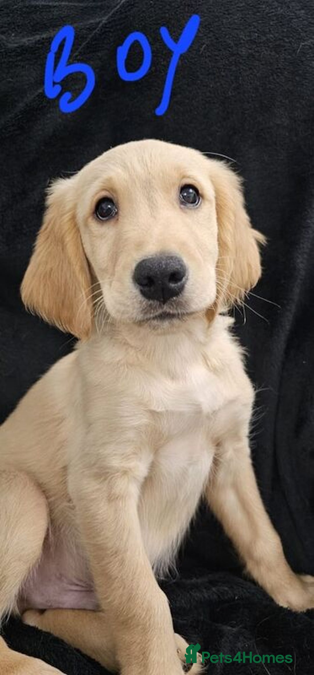 Golden Retriever dogs for sale: Playful Golden Retriever pups - Advert 4