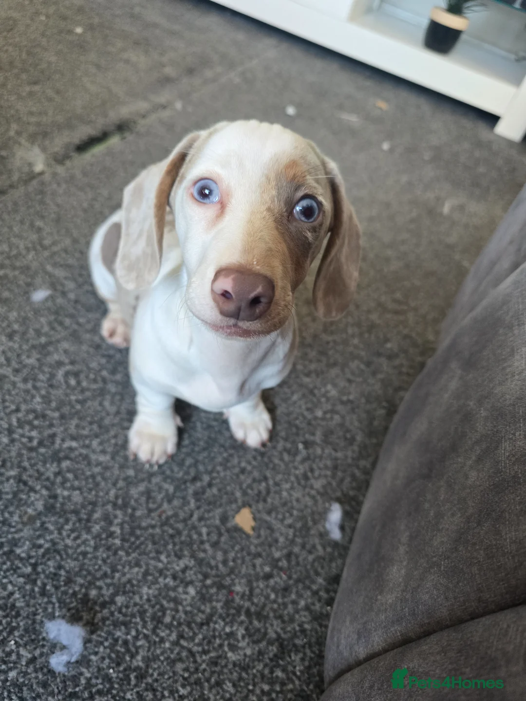 Dachshund dogs for sale: Miniature Daschund 10 weeks old. Not 1 year.  - Advert 1