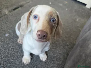 Dachshund dogs Miniature Daschund - Advert 17