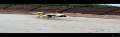 Saint Bernard 8