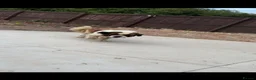 Saint Bernard dogs for sale: Beautiful saint Bernard litter  - Advert 7