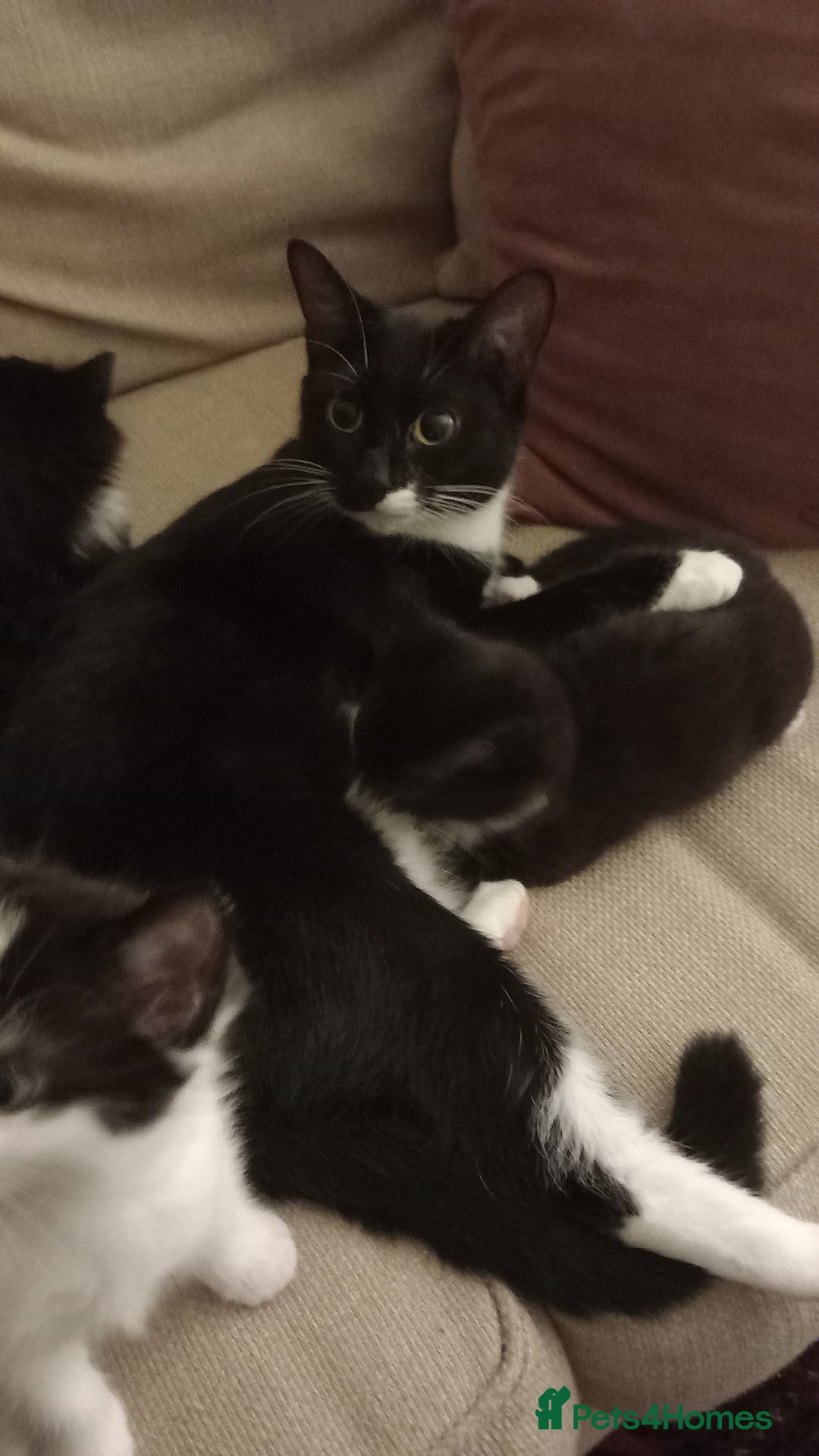 Mixed Breed cats for sale: Kittens available end of January  - Advert 2