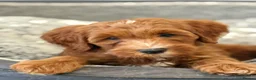 Labradoodle dogs for sale: Extensively health tests - guaranteed - Advert 3