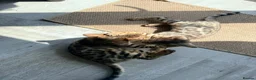 Bengal cats for sale: Stunning Bengal 3 Boys left - Advert 17