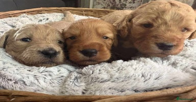 Mixed Breed dogs - Advert 6
