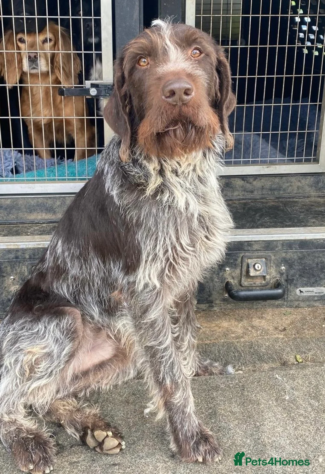 German Wirehaired Pointer dogs for sale: 5 Star Council Registered Breeder litter of GWP  - Advert 3