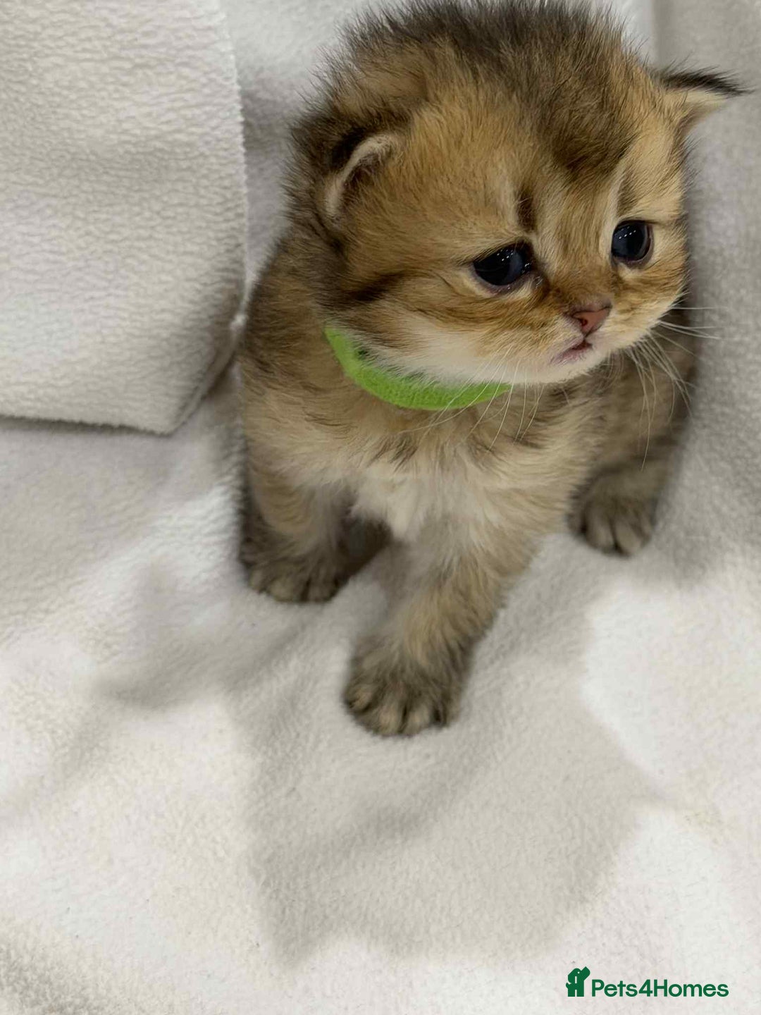 British Longhair cats for sale: ⭐️STUNNING GOLDEN BRITISH LONGHAIR TICA KITTENS⭐️ - Advert 14