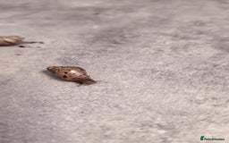 Snails invertebrates for sale: Baby African Land Snails - Image 6
