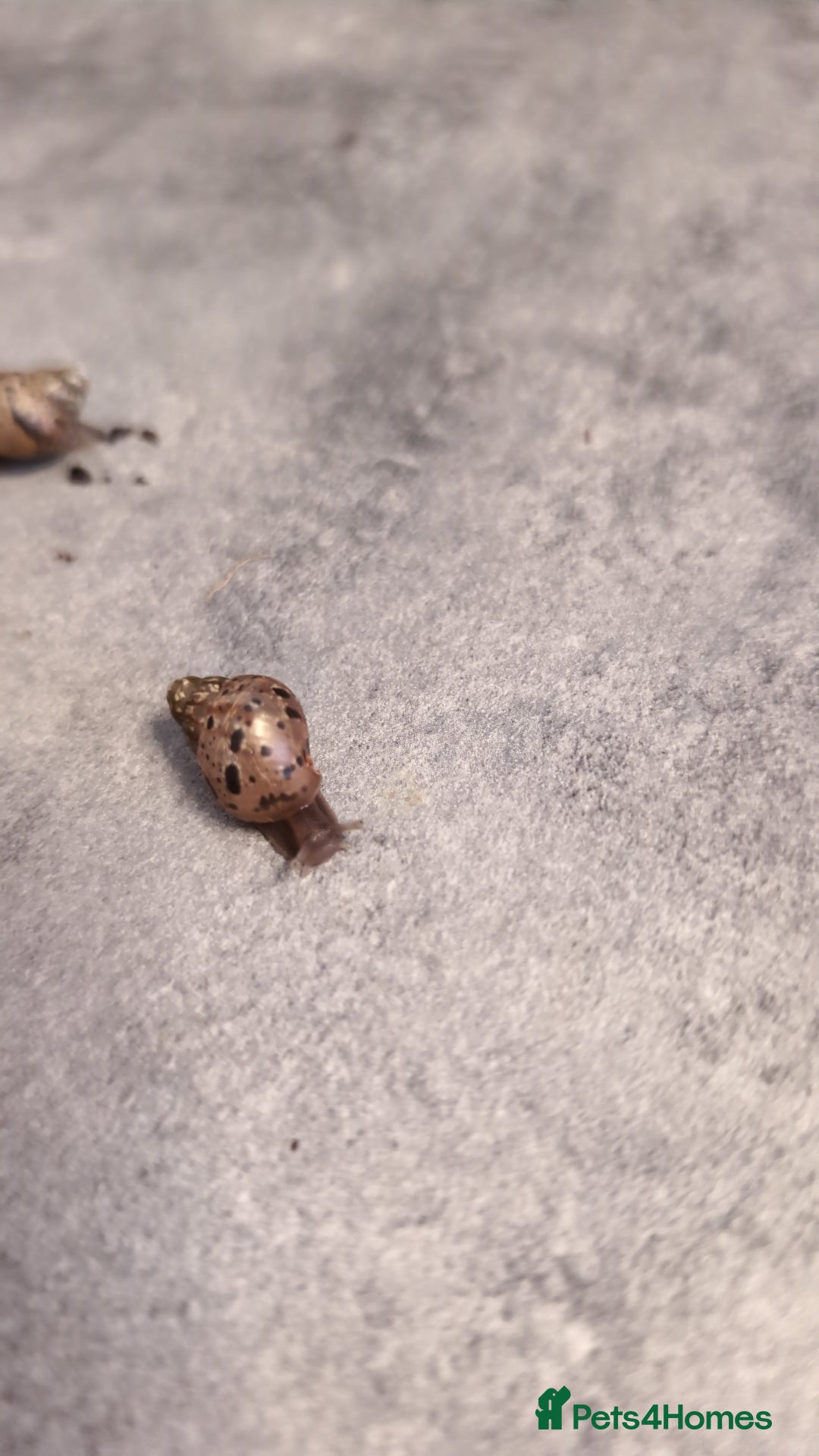 Snails invertebrates for sale: Baby African Land Snails - Image 6