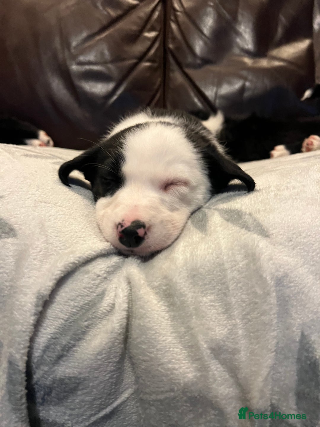 Border Collie dogs for sale: GIRL PUP READY FOR NEW HOME  - Advert 3