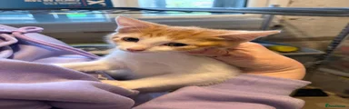Domestic Shorthair 1