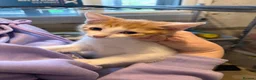 Domestic Shorthair cats for sale: 4 kittens for sale in Denbigh - Advert 4