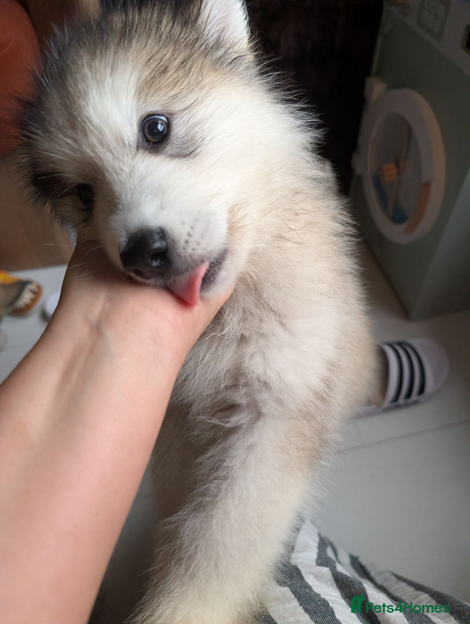 Alaskan Malamute dogs 2 male Kc Reg Alaskan Malamute puppies  - Advert 2