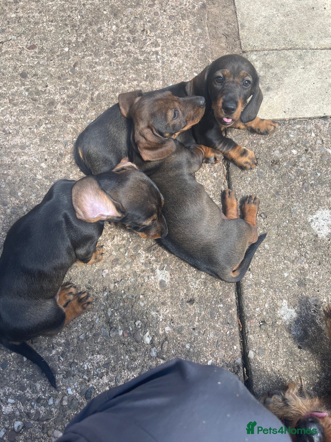 Dachshund dogs for sale: KC standard wire haired dachshund puppies (teckel) in Tiverton - Image 22