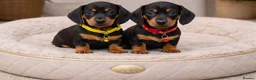 Miniature Dachshund dogs for sale: RAINBOW LITTER OF MINI DAX'S WOW 💯🔥  - Advert 5