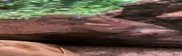 Frog reptiles for sale: whites tree frog  - Advert 5
