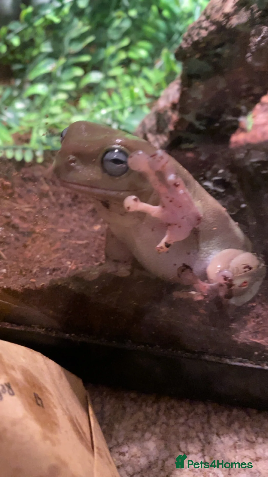 Frog reptiles for sale: whites tree frog  - Advert 5