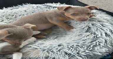 Jack Russell dogs - Advert 2