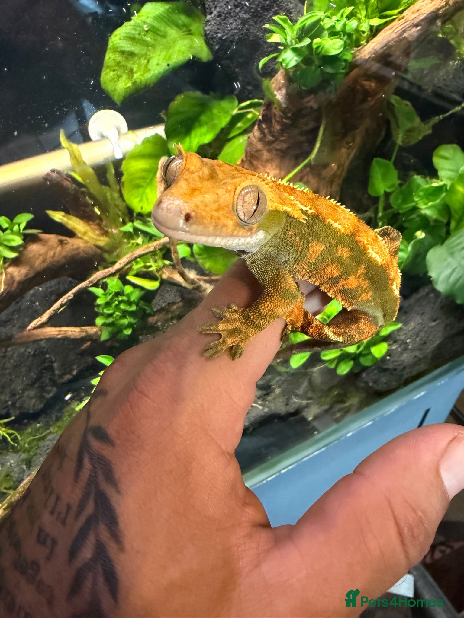 Gecko reptiles Crested Gecko  - Advert 1