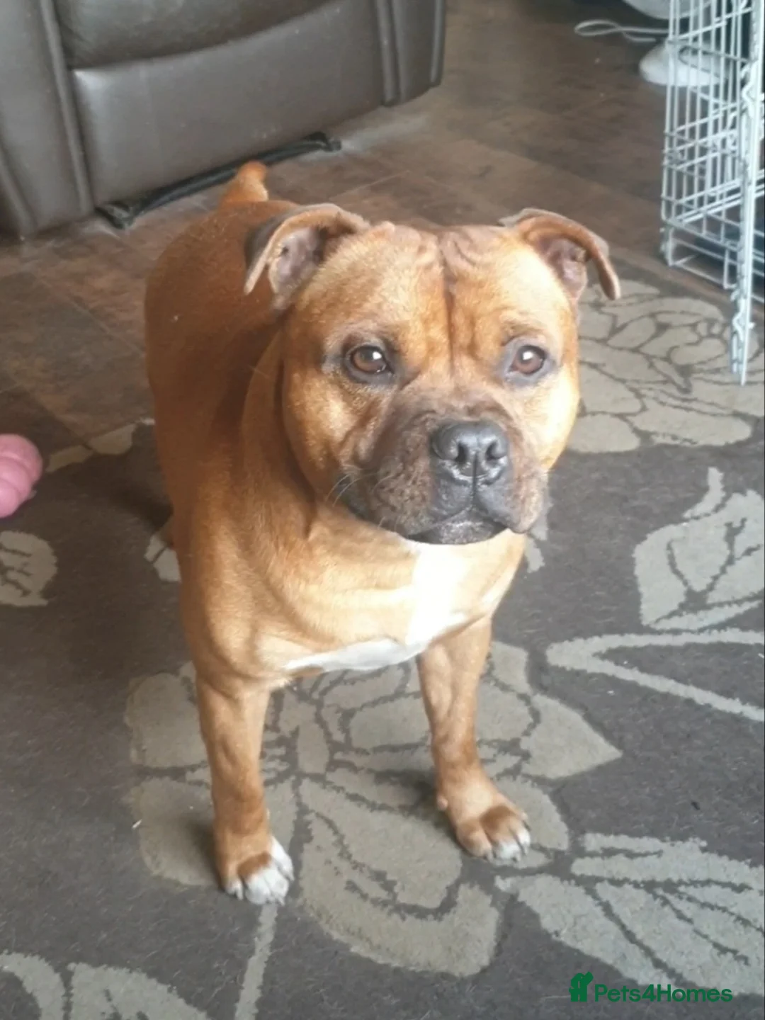 Staffordshire Bull Terrier dogs for stud: 🥨CHIEF CHAMPION SIRED. 🥨🏆  in Rochdale - Advert 12