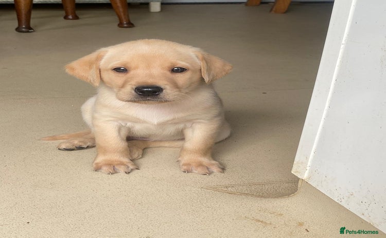 Labrador Retriever dogs - Advert 2