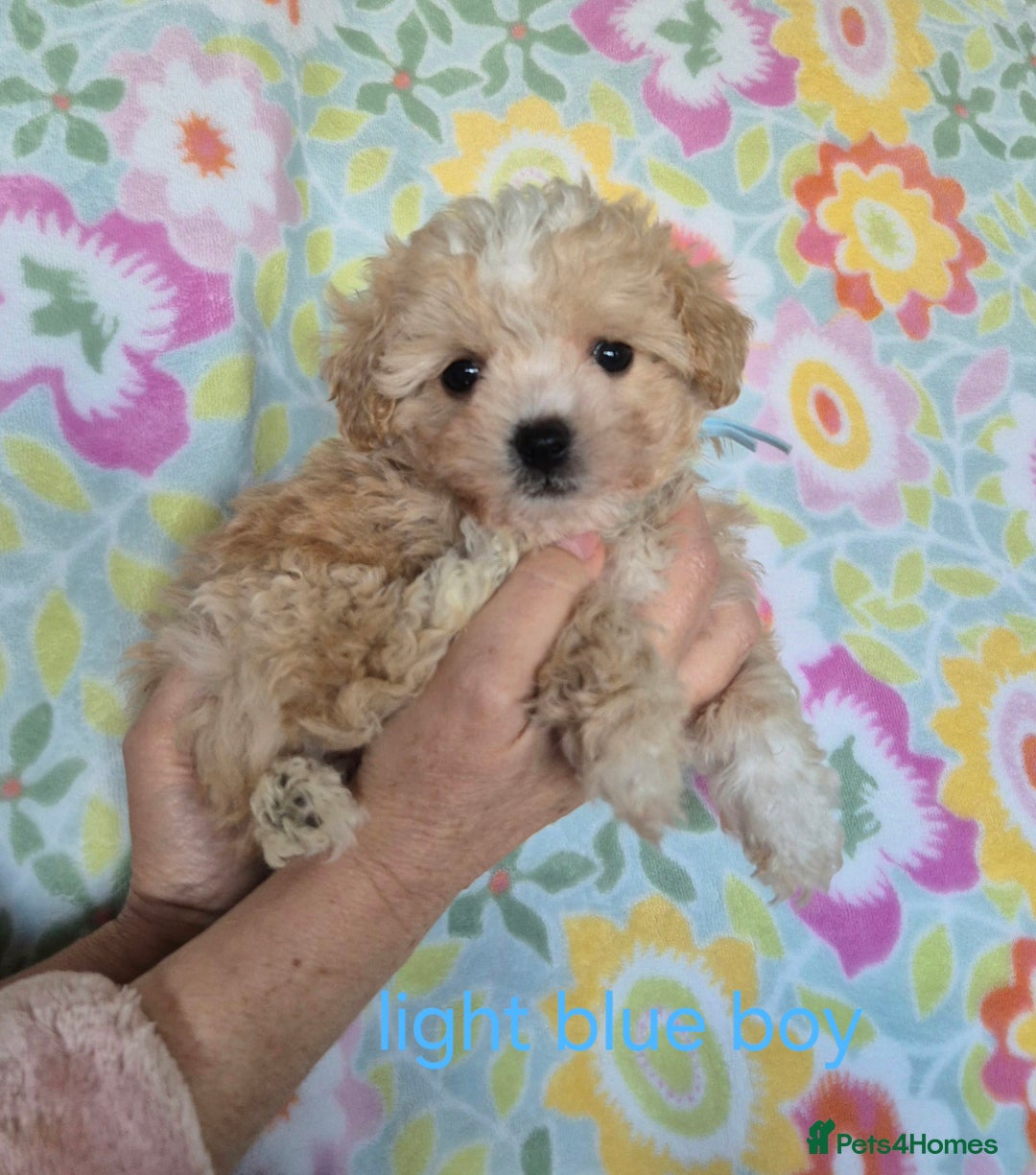 Maltipoo dogs for sale: F1 Maltipoo puppies 🐶 Just 2 girls remaining  - Advert 13