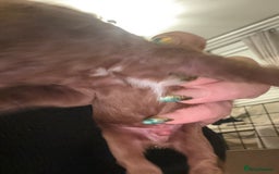 Cavapoo dogs for sale: Cavapoo F1B - Advert 16