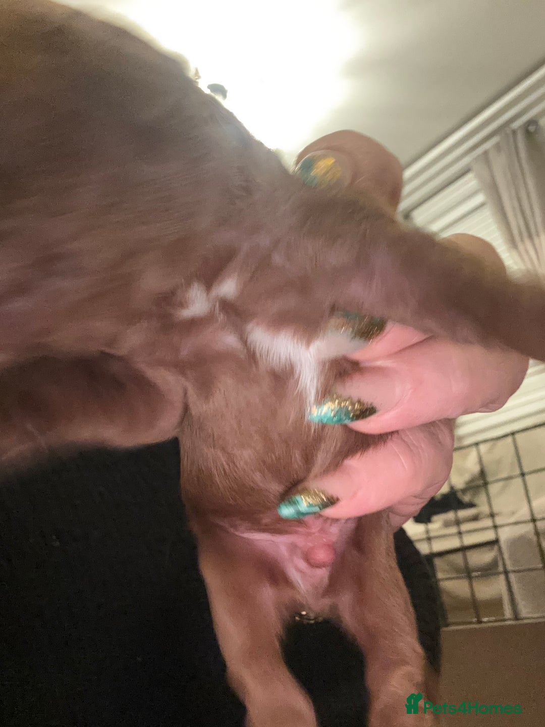 Cavapoo dogs for sale: Cavapoo F1B - Advert 16