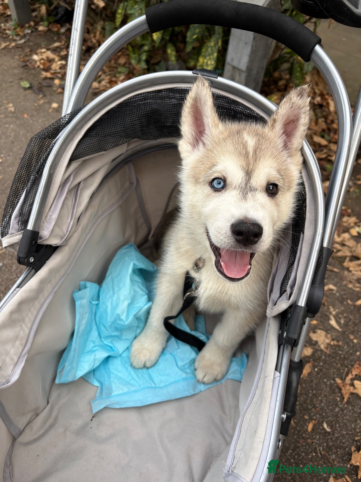 Utonagan dogs 7 stunning husky/malamute puppies - Advert 16