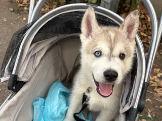 Utonagan dogs 7 stunning husky/malamute puppies - Advert 16
