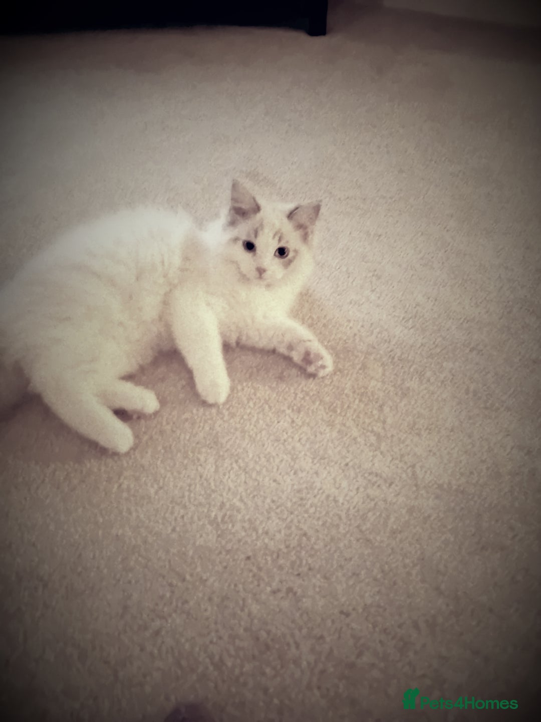 Ragdoll cats for sale: Ragdoll kitten  - Advert 6