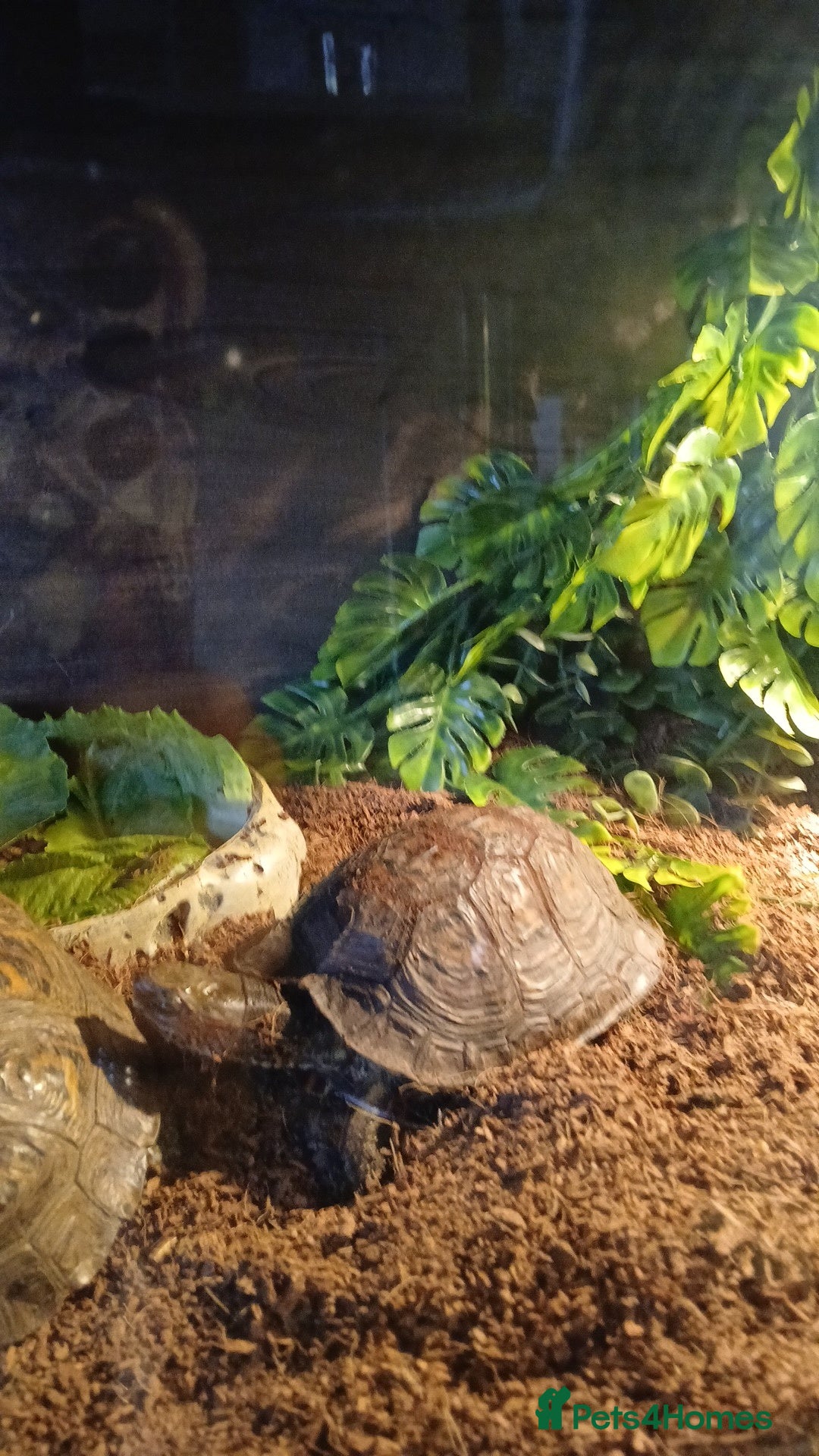 Turtle reptiles for sale: Wood Painted Turtles  - Advert 6