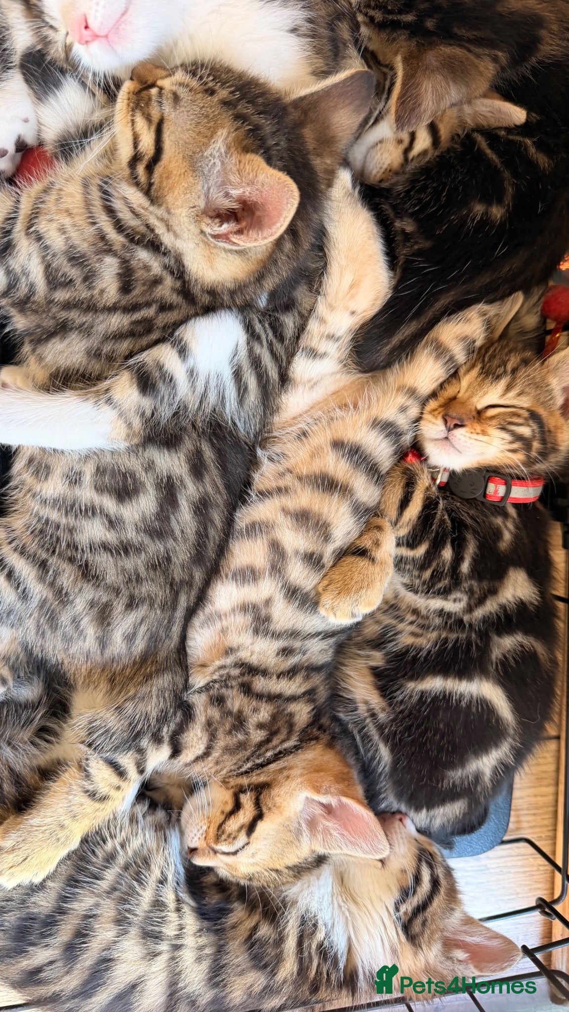 Mixed Breed cats Gorgeous mixed Bengal kittens - Advert 1