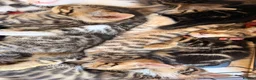 Mixed Breed cats for sale: Gorgeous mixed Bengal kittens - Advert 1