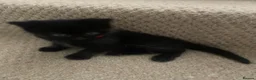 Mixed Breed cats for sale: Beautiful characterful kittens for sale. - Advert 13