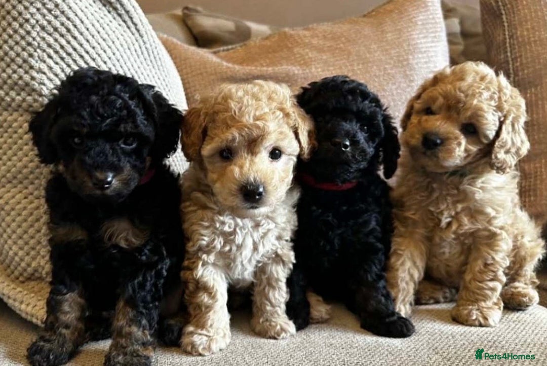 Toy Poodle dogs for sale: Kc Registered Toy Poodle Pups 🐾 - Advert 8