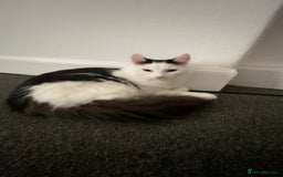 Mixed Breed cats for sale: urgent rehome - Advert 3