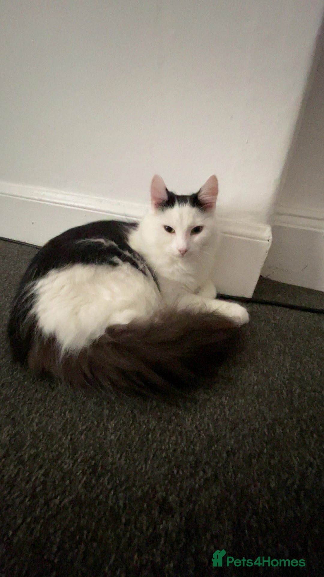 Mixed Breed cats for sale: urgent rehome - Advert 3
