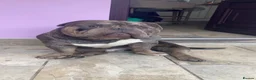 American Bully dogs for stud: Ghost  in Manchester - Advert 6